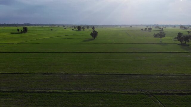 Aerial view of green rice field with trees in northeastern Thailand. Above view of agricultural field. Rice plants. Natural pattern of green rice farm with sustainable agricultural concept.