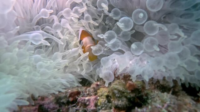 Close up of Nemo clown fish in the anemone on the colorful healthy coral reef. 