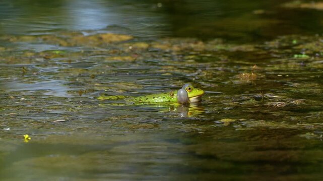 Common frog, Rana temporaria, reptiles croaking in the water, also known as the European common frog or European grass frog is a semi-aquatic amphibian of the family Ranidae 