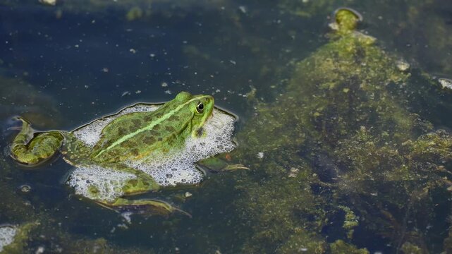 Common frog, Rana temporaria, reptiles croaking in the water, also known as the European common frog or European grass frog is a semi-aquatic amphibian of the family Ranidae 