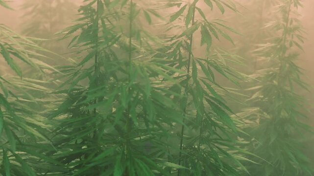 Tall green cannabis plants stand in a misty forest. Sunlight filters through the leaves. The scene shows a lively forest filled with plants. It is a vibrant early morning.
