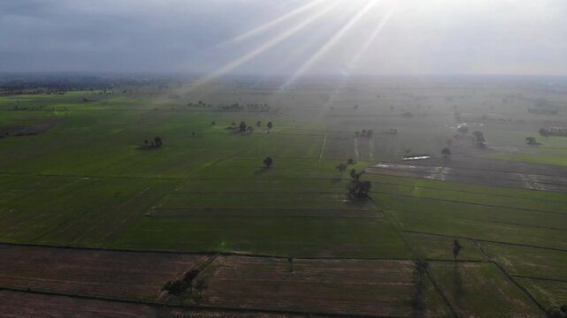 Aerial view of green rice field with trees in northeastern Thailand. Above view of agricultural field. Rice plants. Natural pattern of green rice farm with sustainable agricultural concept.