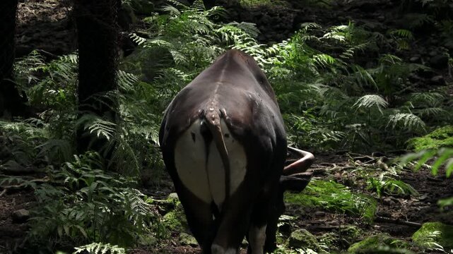 a javanese bull or buffalo, its rear end looks like it has a white pattern, its tail is moving
