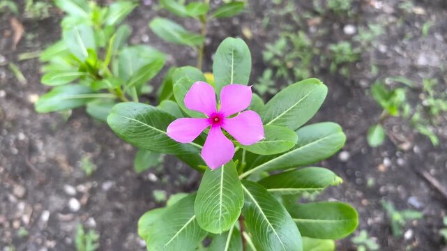  Pink Madagascar Periwinkle Flower (Catharanthus roseus) in Tropical Garden Close Up