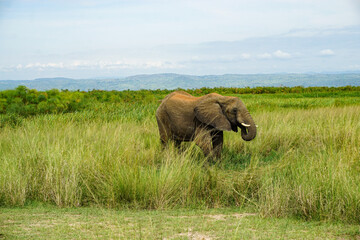 Fototapeta premium African elephant walking through tall savanna grass, showcasing wildlife in a natural African landscape with open plains, green vegetation, and a serene wilderness atmosphere.