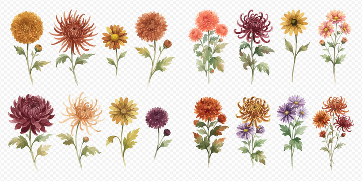 Watercolor illustration set of colorful chrysanthemum flowers on a white background.