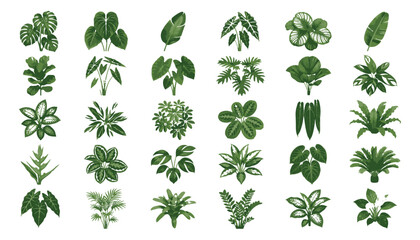 Tropical leaf collection with 30 green plant icons, botanical vector set of exotic foliage, monstera and palm leaf illustrations for summer design © Rehman