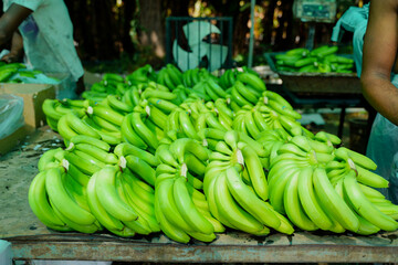 Naklejka premium indian rural labour working at green banana field