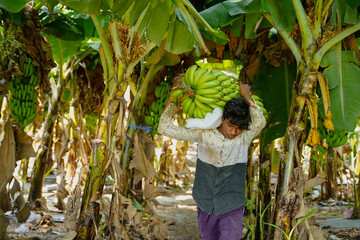 indian rural labour working at green banana field © Niks Ads