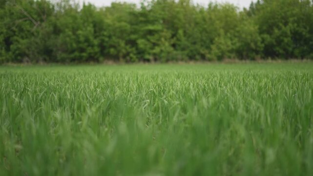 Organic grain crop flourishes vibrant green field. Sustainable crop farming, organic grain natural setting. Green organic grain crop thriving pure agriculture. Organic grain fields under clear skies.
