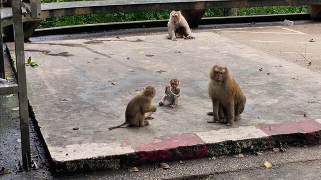 A baby pig-tailed macaque plays with a plastic cup, then an older macaque suddenly takes the toy and runs away. Natural play and social interactions among primates.