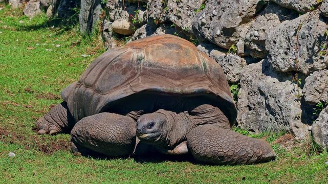 The Aldabra giant tortoise (Aldabrachelys gigantea) on Curieuse island (the site of a successful wild tortoise conservation program) of Praslin island in the Seychelles