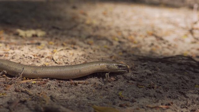 Ground Level Shot of Slow Worm Lizard Crawling in Forest. Cinematic 4K footage perfect for cinematic nature documentaries, biology lessons, and environmental storytelling.