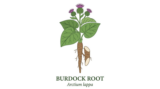 Detailed botanical illustration of a burdock plant, showcasing its prominent root system, large green leaves, and distinctive purple flower, perfect for herbal medicine and natural health concepts