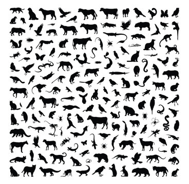 Collection of diverse animal silhouettes including mammals birds reptiles insects and aquatic creatures in various poses