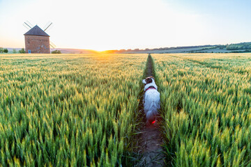 Fototapeta premium happy white dog portrait in summer field