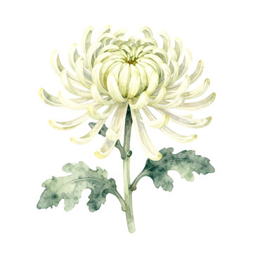Beautiful white chrysanthemum flower watercolor painting
