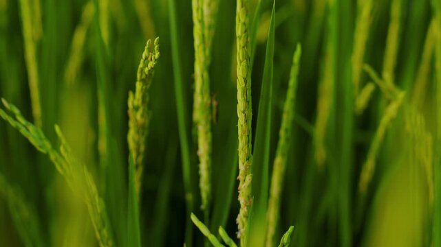 Close up of green paddy rice stalks and yellowish grain heads swaying gently in the breeze.