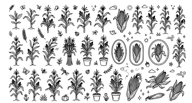 Black and white corn plant illustrations with various insects and garden elements