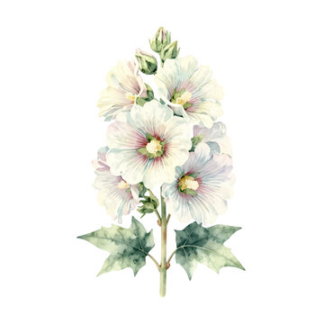 Beautiful white hollyhock flower in watercolor style