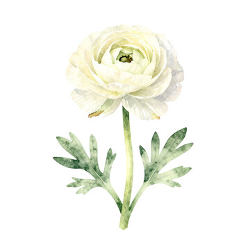 Beautiful white ranunculus flower with green leaves