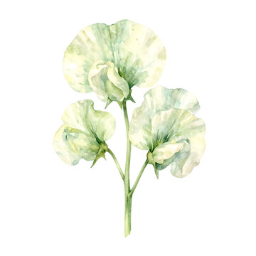 Beautiful light green sweet pea flower illustration