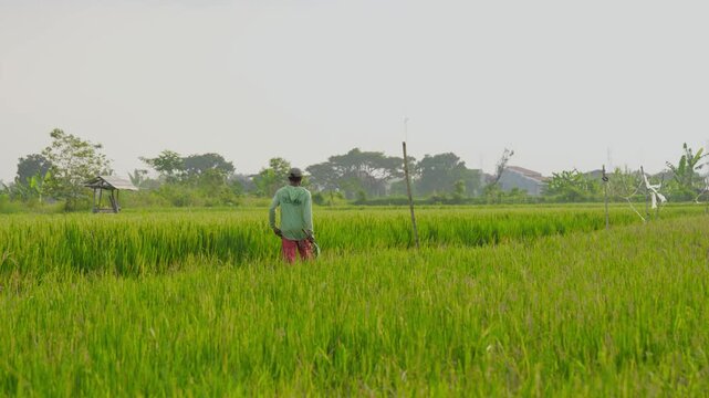 Vast green rice paddy field growing in agricultural area.