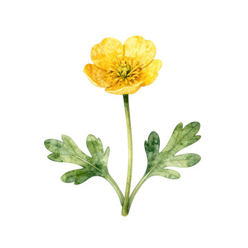 Single yellow buttercup flower with green leaves