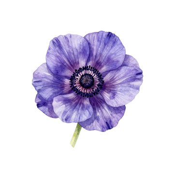 Beautiful purple anemone flower with green stem