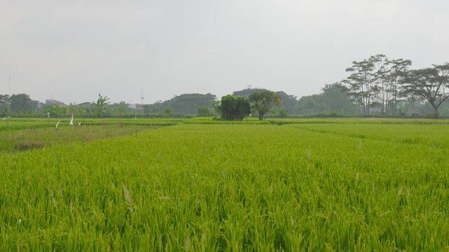 Vast green rice paddy field growing in agricultural area.