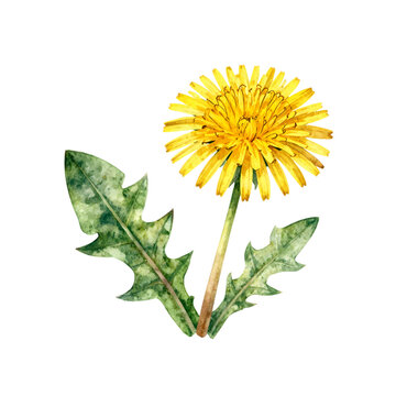 Beautiful yellow dandelion flower with green leaves