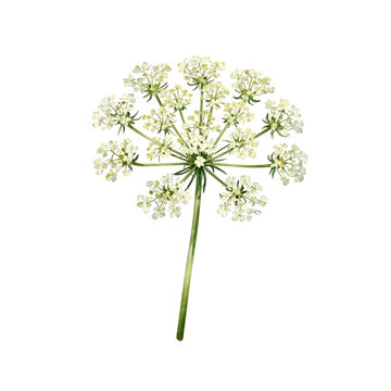 Single white cow parsley flower head on a thin green stem