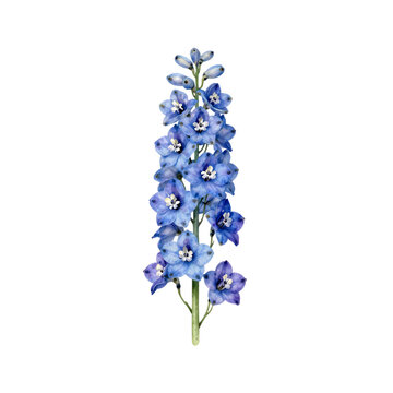 Beautiful blue delphinium flower stem