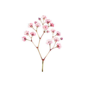 Small pink baby breath flower branch watercolor illustration