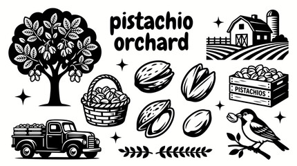 ripe pistachios growing on healthy orchard trees with fertile farmland harvest season dry climate agricultural landscape and sustainable cultivation environment © Ethan