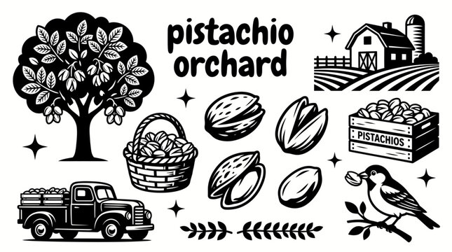 ripe pistachios growing on healthy orchard trees with fertile farmland harvest season dry climate agricultural landscape and sustainable cultivation environment