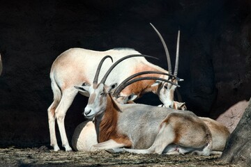 Beautiful scimitar oryx antelopes with long, curved horns resting in a shadow against a contrasting bright background, creating an elegant wildlife composition. © Joohyung