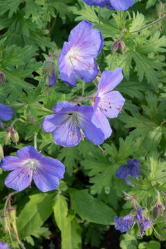 Vertical close-up of blue geranium flowers with green buds. Great for vertical botanical art, woodland garden themes, and delicate nature backgrounds.