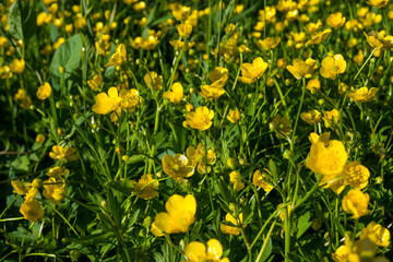 Obraz premium Full-frame background of yellow buttercup flowers with green leaves. Great for cheerful spring backgrounds, meadow textures, and floral pattern designs.