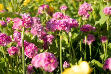 Obraz premium Close-up of pink Armeria flowers with blurred yellow buttercups in the background. Great for spring garden photography, colorful nature textures, and botanical art.