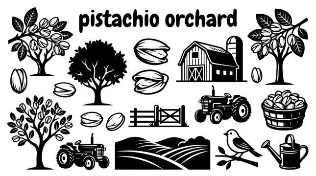 ripe pistachios growing on healthy orchard trees with fertile farmland harvest season dry climate agricultural landscape and sustainable cultivation environment