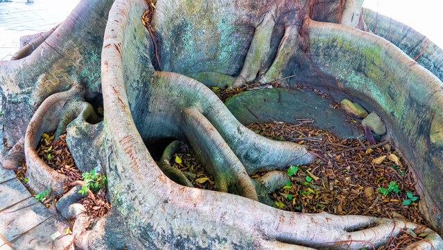 Large ficus. Sacred Banyan tree in Hon Kong (animism). The tabular roots of the old banyan tree's support resemble snakes.