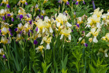 Fototapeta premium A vibrant garden scene featuring blooming yellow and purple iris flowers among lush green leaves. Great for garden design, botanical art prints, and colorful floral backgrounds.