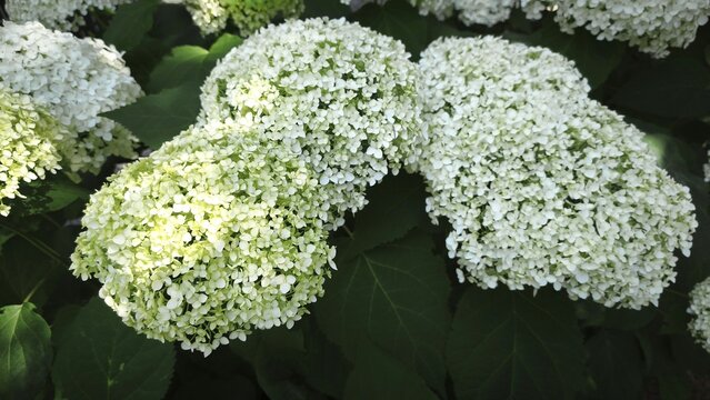 White flowers of the Annabelle tree hydrangea blooming in a summer garden