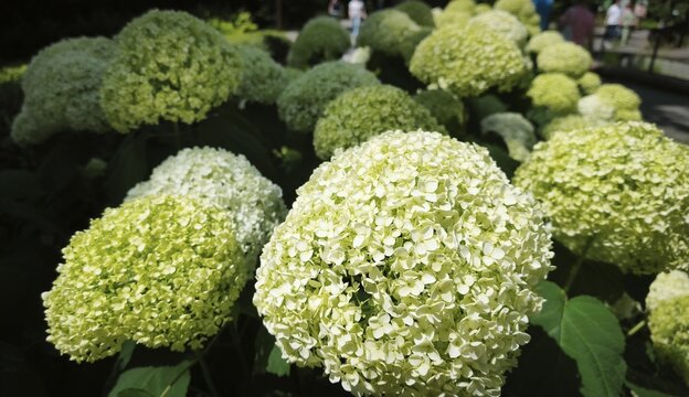 White flowers of the Annabelle tree hydrangea blooming in a summer garden