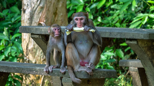 Rhesus monkeys in Hong Kong. A touching family of monkeys where the mother eats and the child looks at her with envy. The concept of monkey morals and the absence of human ethical rules
