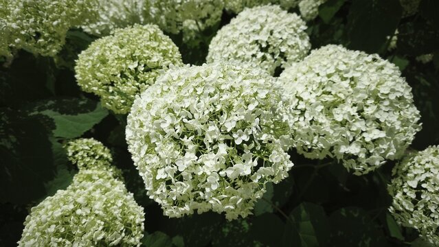 White flowers of the Annabelle tree hydrangea blooming in a summer garden
