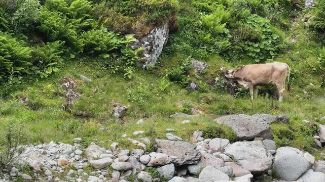 Brown Cow Grazing on Lush Green Mountain Pasture in Koenigsleiten, Austria