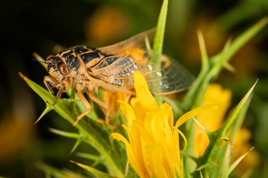 Manniferous cicada (Tibicen plebeja, Lyristes plebejus) from the steppe part of Crimea, Kerch Peninsula. Macro on yellow thorny plant flower