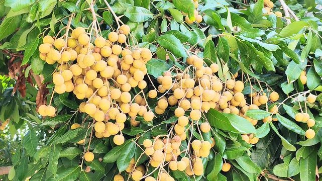 Fresh Longan Fruit Cluster Hanging on Tree Branch in Organic Garden Tropical Seasonal Fruit Nature Background